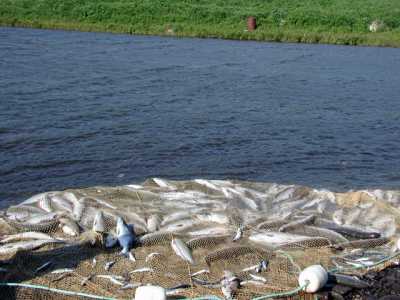 В Хакасии рыболовецкая бригада в отчетах занижала улов