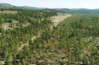 В Хакасии лесные участки арендуют под ведение сельского хозяйства