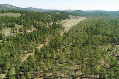 В Хакасии лесные участки арендуют под ведение сельского хозяйства