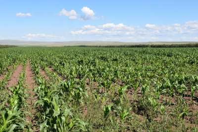 Переизбыток азотных удобрений отмечен на одном из полей в Хакасии