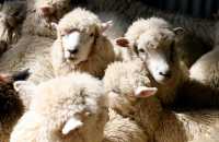 На поддержку овцеводства в Хакасии выделено 69 млн рублей