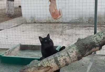 Камышовый кот добыл себе праздничный обед в Абакане