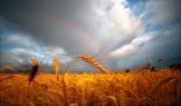 Уборку зерновых в Хакасии сдерживают дожди