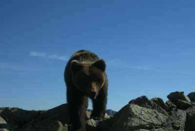 Двух медведей убили в Хакасии возле Саяно-Шушенской ГЭС