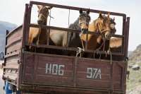 В Хакасии задержали лошадей без документов