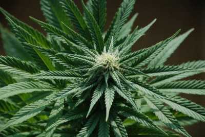 В Хакасии сельчанка прятала марихуану во времянке