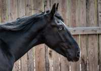 Лошадь с необычными глазами замечена в Хакасии