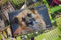 В Хакасии появился календарь со счастливыми историями бездомных животных