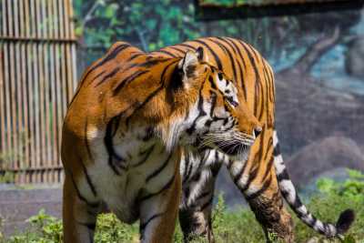 Животные зоопарка перешли в энергосберегающий режим