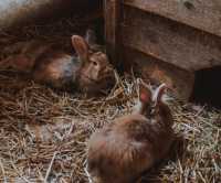 Кролики - не только ценный мех: в Хакасии раскрыли кражу