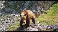 Учёные Хакасии бьют тревогу: медведи могут выйти к людям и вести себя непредсказуемо