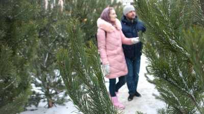 В Роскачестве рассказали о правилах выбора новогодней елки