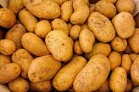 В Хакасии стали больше выращивать картошки и зерновых