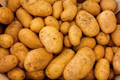 В Хакасии стали больше выращивать картошки и зерновых