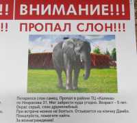 В соцсетях распространили объявление о потерявшемся в Абакане слоне