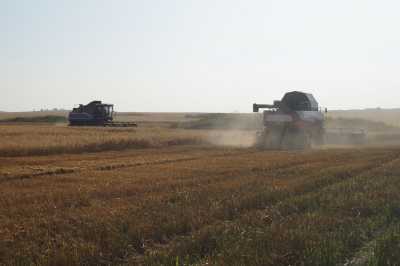 Половина зерновых в Хакасии убрана