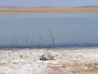 Уединённое озеро облюбовали дикие птицы: утки, кулики. Видимо, и в этой крепко просоленной воде им хватает корма. 
