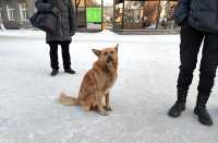 Примерно каждая третья уличная собака в Хакасии имеет хозяина либо была им выброшена на улицу. 