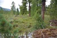 Нанесли ущерб природе Хакасии на четыре миллиона рублей