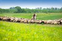 Одна из задач республиканского минсельхозпрода — довести поголовье овец до 800 тысяч. 