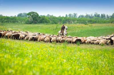 Одна из задач республиканского минсельхозпрода — довести поголовье овец до 800 тысяч. 