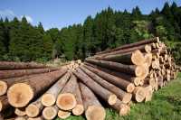 Таштыпские лесничие проверили заготовщика древесины в обход прокуратуры