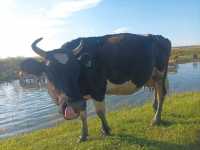 В городе Хакасии корова Майя потеряла телёнка и подвела владелицу
