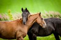 Молодой житель Тувы украл у хакасского фермера лошадей