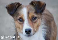 Приюту для животных в Хакасии срочно нужна помощь
