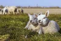 В Хакасии овцеводство становится выгодным бизнесом