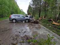 В Саяногорске из-за поваленного дерева столкнулись иномарки