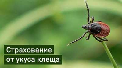 Жители Саяногорска и Бейского района оформили больше всего страховок «Антиклещ»
