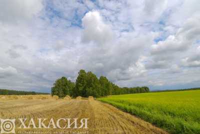 В Хакасии обработали часть сельхозземель опасными гербицидами
