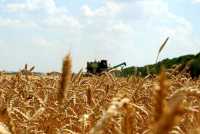 ООО «Бейское» первым в республике полностью завершило уборку зерновых
