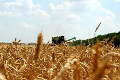 ООО «Бейское» первым в республике полностью завершило уборку зерновых