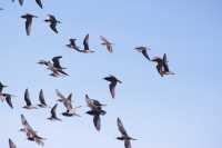 В «Урочище «Трехозерки»  летают около   200 краснокнижных птиц