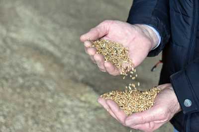 Вкус сонской пшеницы наверняка знаком многим жителям Хакасии. Высококачественное зерно пользуется большим спросом у минусинских мукомолов и активно применяется в хлебопекарном производстве Хакасии. 