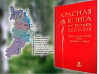 Кедр должен быть занесен в Красную книгу - считают в Минприроды Хакасии