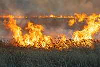 С начала года в республике произошло 195 степных пожаров и палов травы. 