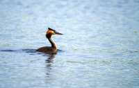 Территория излюбленных птицами озер Койбальской степи станет заказником