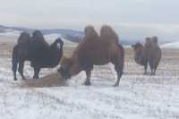 В хакасском селе верблюды заглядывают в машины к жителям