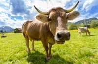 У мужчины в Хакасии выманили деньги с помощью коровы