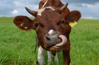 У жительницы Хакасии украли корову