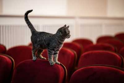 Бездомный котенок стал артистом драмтеатра в Ачинске