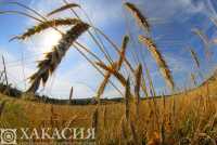 В Хакасии посеяли пшеницу