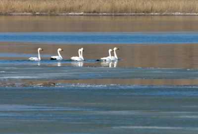 Лебеди красуются на озерах Хакасии