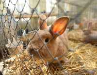 Разведение кроликов как бизнес: бизнес-план, рентабельность