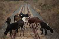 В Хакасии грузовой поезд столкнулся со стадом коров