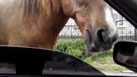 В Хакасии водитель вёз лошадь без документов