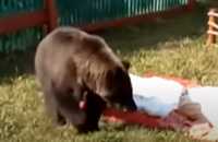 По соседству с Хакасией медведь ворует гусей и пытается залезть в окна домов